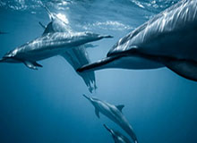 PG电子平台网站：点亮指尖的娱乐新纪元